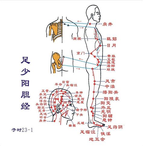 背後穴位圖|最全經絡高清動圖，所有穴位都有！再也不怕找不到穴。